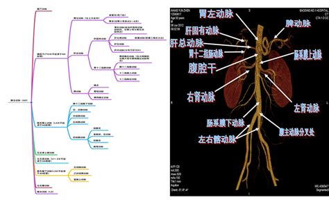 腹主動脈分支口訣|腹主動脈及其分支